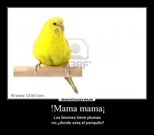 !Mama mama¡ - Los limones tiene plumas
-no.¿donde esta el periquito?