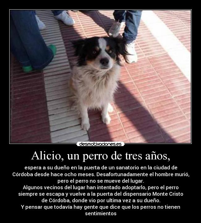 Alicio, un perro de tres años, - espera a su dueño en la puerta de un sanatorio en la ciudad de
Córdoba desde hace ocho meses. Desafortunadamente el hombre murió,
pero el perro no se mueve del lugar.
Algunos vecinos del lugar han intentado adoptarlo, pero el perro
siempre se escapa y vuelve a la puerta del dispensario Monte Cristo
de Córdoba, donde vio por ultima vez a su dueño.
Y pensar que todavía hay gente que dice que los perros no tienen
sentimientos