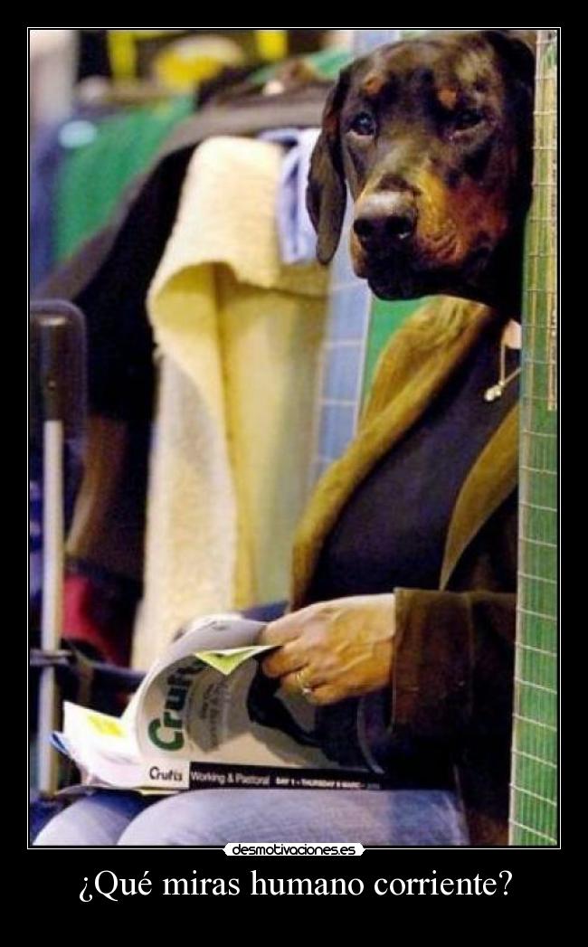 ¿Qué miras humano corriente? - 