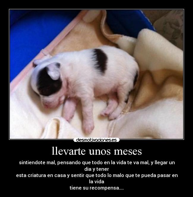 llevarte unos meses - 