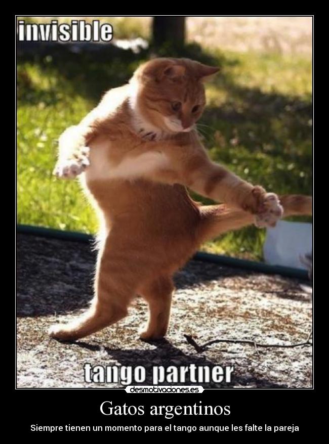 Gatos argentinos - Siempre tienen un momento para el tango aunque les falte la pareja