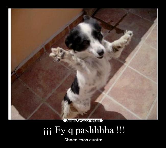 ¡¡¡ Ey q pashhhha !!! - Choca esos cuatro