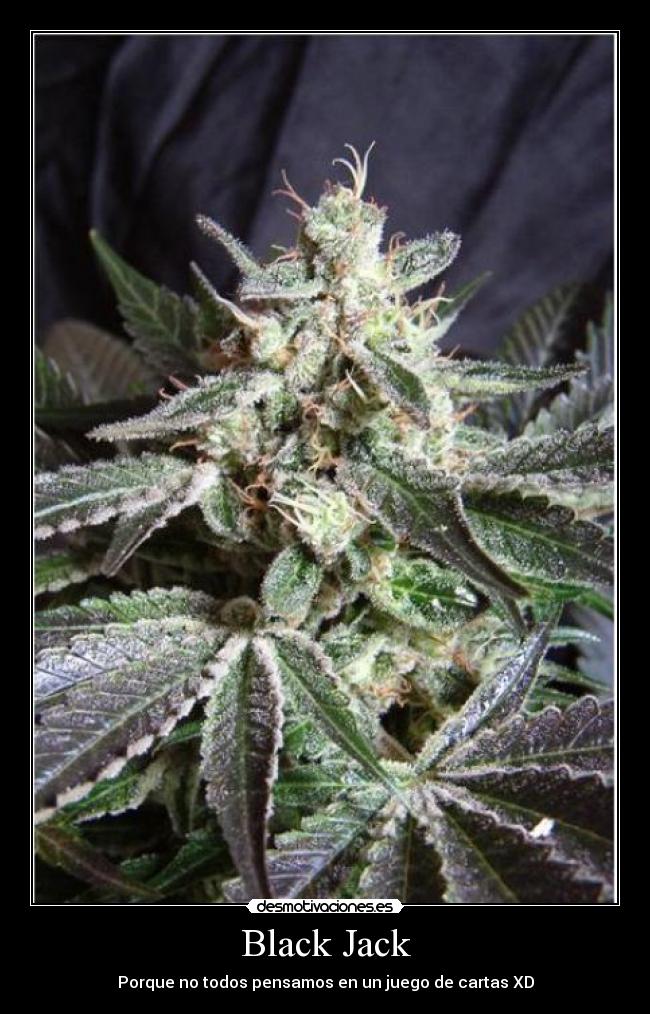 Black Jack - Porque no todos pensamos en un juego de cartas XD