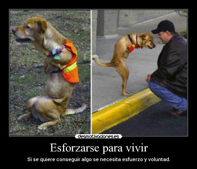 Esforzarse para vivir - Si se quiere conseguir algo se necesita esfuerzo y voluntad.