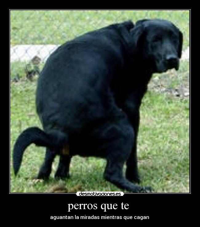 perros que te  - 