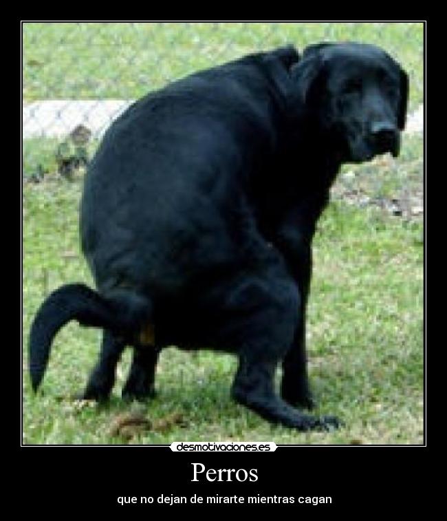 Perros -
