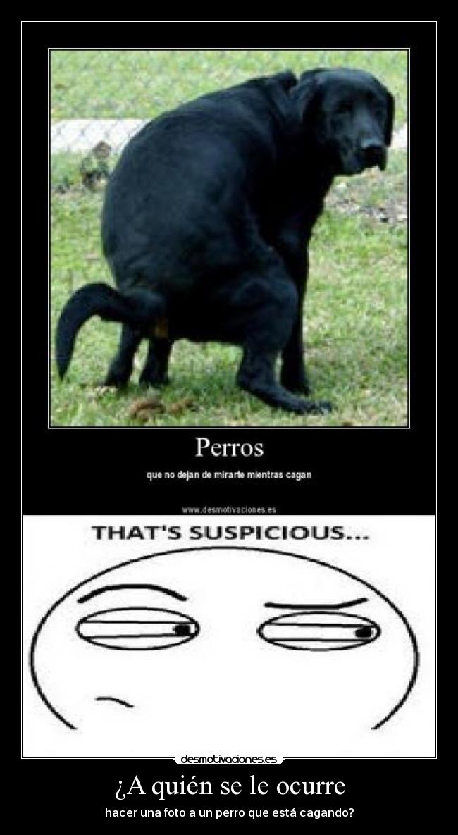¿A quién se le ocurre - hacer una foto a un perro que está cagando?