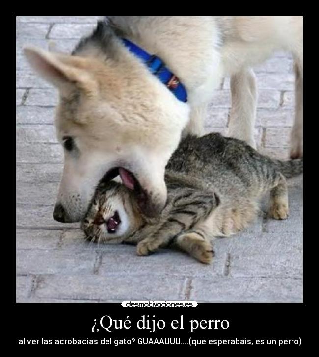 ¿Qué dijo el perro - 