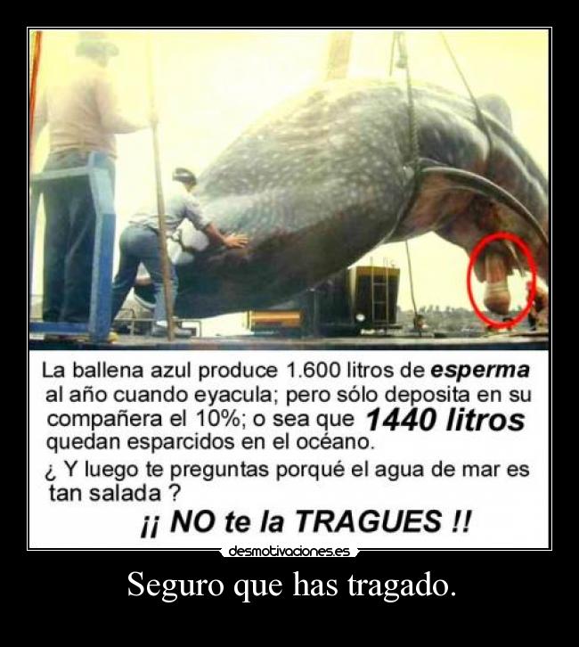 Seguro que has tragado. -