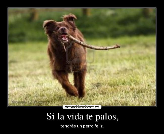 Si la vida te palos, - tendrás un perro feliz.