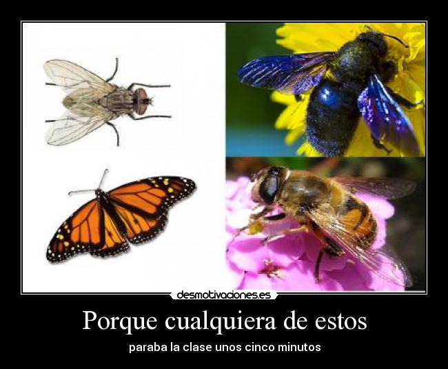 Porque cualquiera de estos -