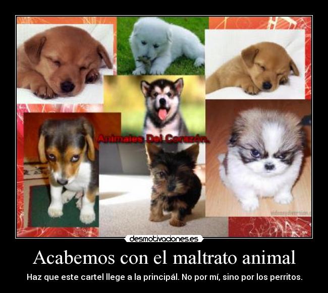 carteles animales perros perritos cachorros nacidos recien pequenos toys bonitos carinosos desmotivaciones