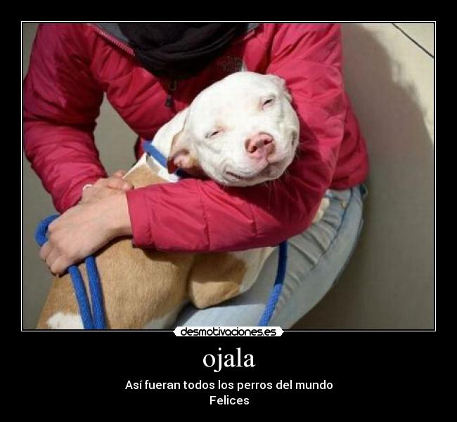 ojala - Así fueran todos los perros del mundo
Felices
