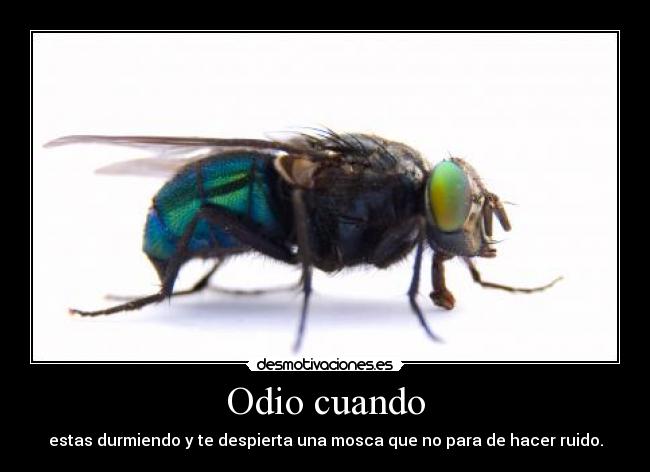 Odio cuando - estas durmiendo y te despierta una mosca que no para de hacer ruido.