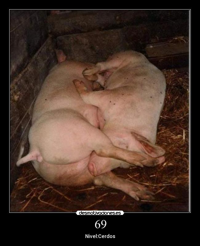69 - Nivel:Cerdos