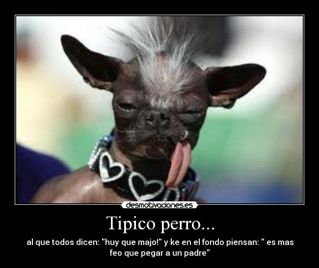 Tipico perro... - 