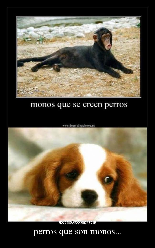 perros que son monos... -