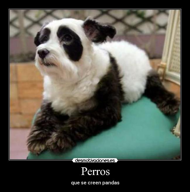 Perros -