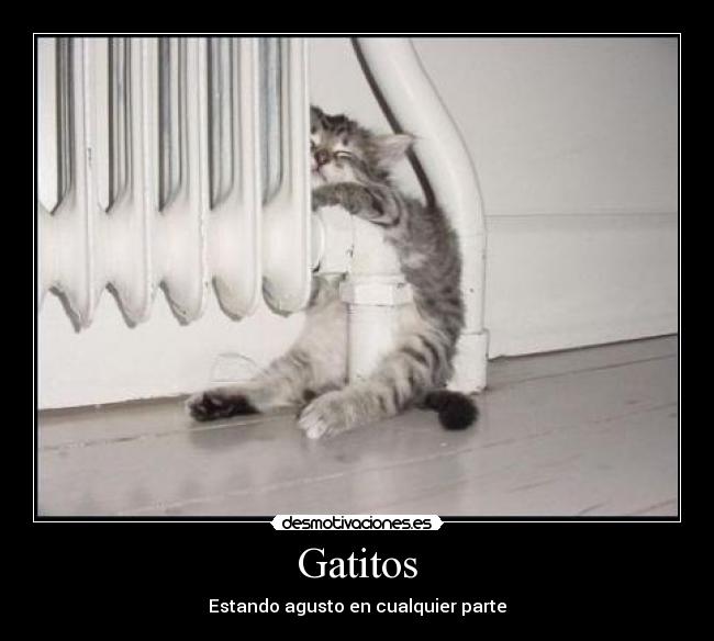 Gatitos - Estando agusto en cualquier parte