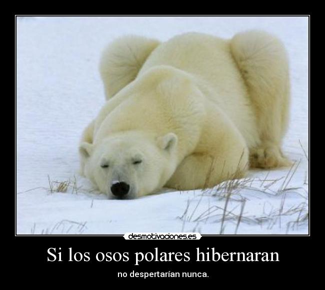 Si los osos polares hibernaran - 