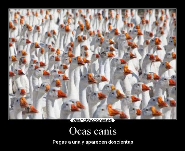 carteles moser humor ocas canis 200 sexo desmotivaciones