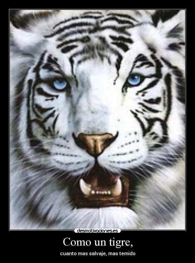 Como un tigre, - 