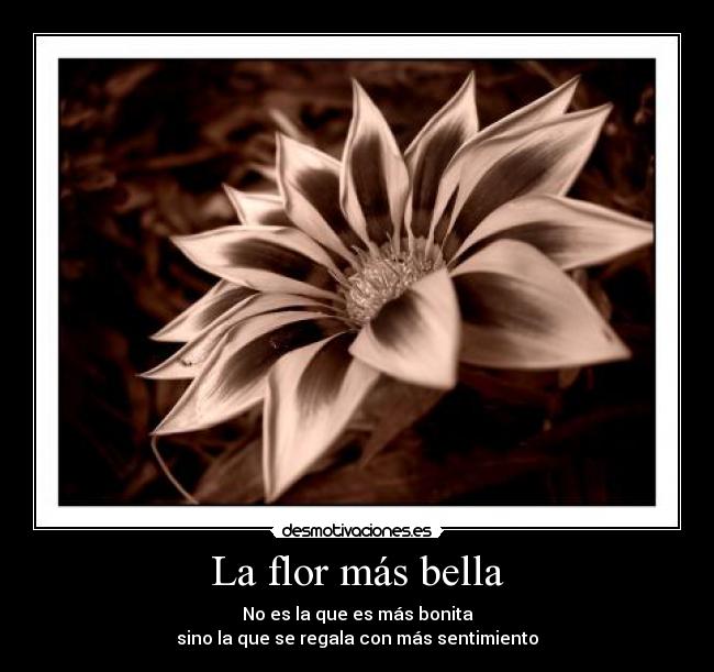 La flor más bella - 