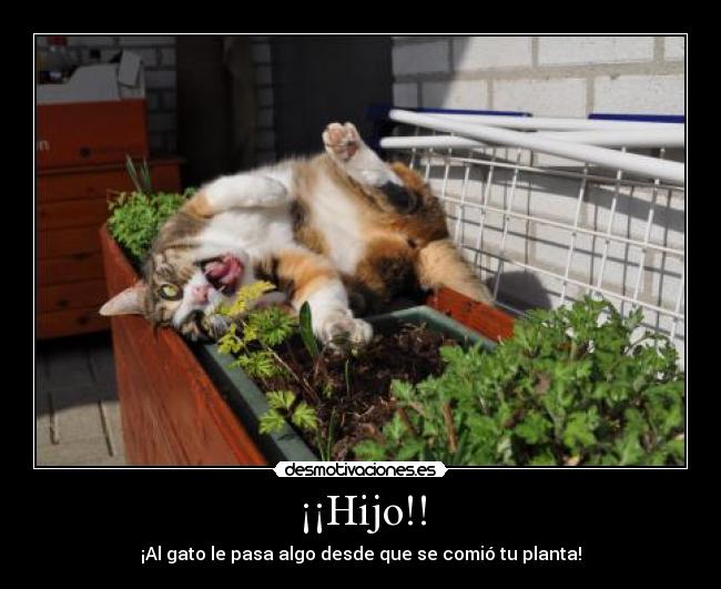 ¡¡Hijo!! - ¡Al gato le pasa algo desde que se comió tu planta!