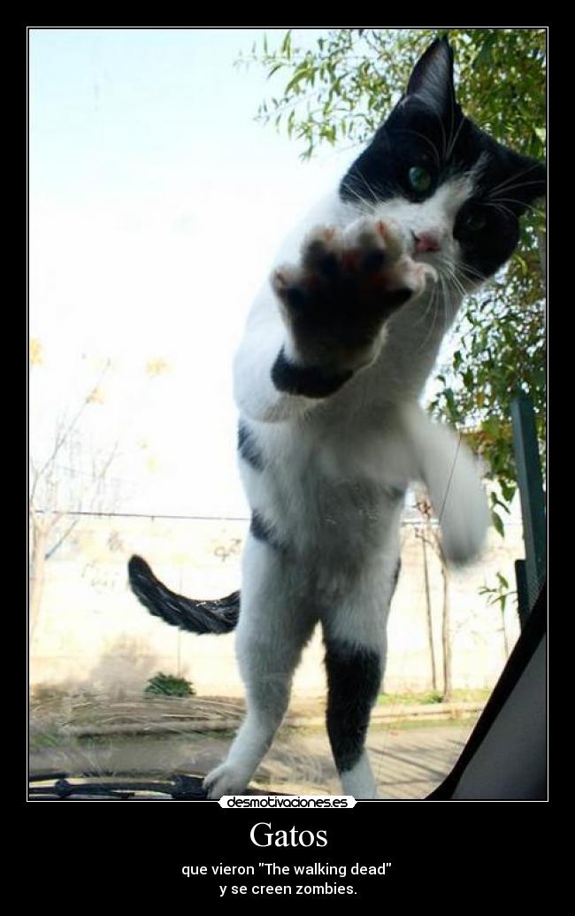 Gatos - 