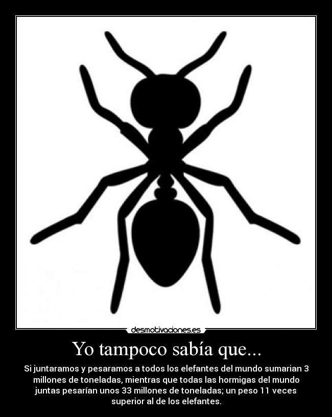 Yo tampoco sabía que... - Si juntaramos y pesaramos a todos los elefantes del mundo sumarian 3
millones de toneladas, mientras que todas las hormigas del mundo
juntas pesarían unos 33 millones de toneladas; un peso 11 veces
superior al de los elefantes.