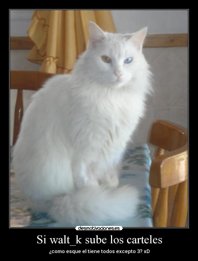 Si walt_k sube los carteles -