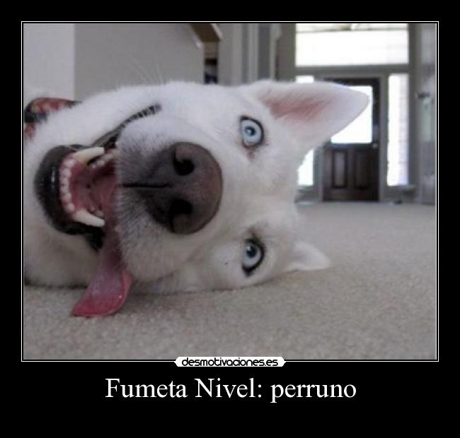 Fumeta Nivel: perruno - 