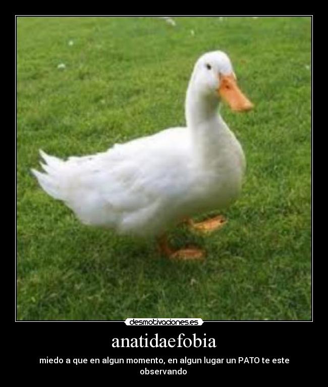 anatidaefobia -