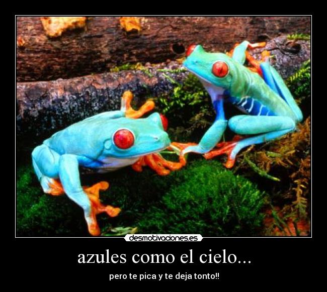 azules como el cielo... - 