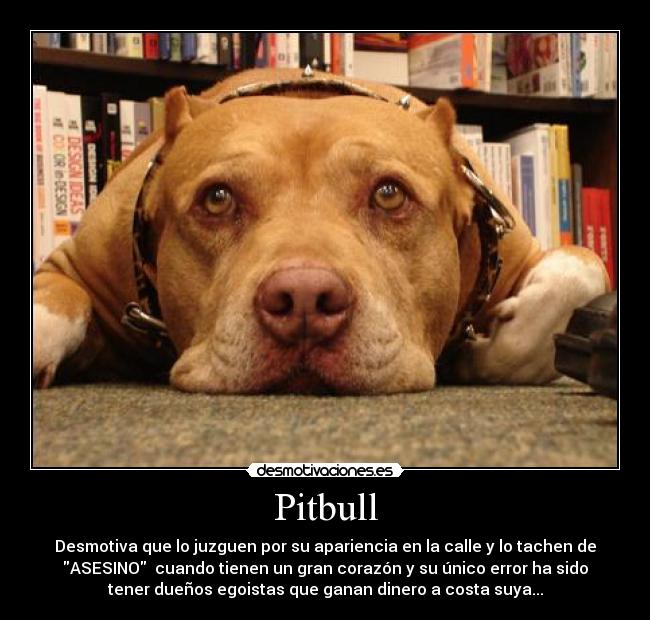 Pitbull - Desmotiva que lo juzguen por su apariencia en la calle y lo tachen de
ASESINO  cuando tienen un gran corazón y su único error ha sido
tener dueños egoistas que ganan dinero a costa suya...