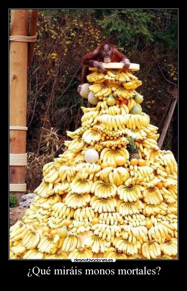 ¿Qué miráis monos mortales? - 