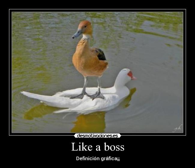 Like a boss - Definición gráfica¡¡
