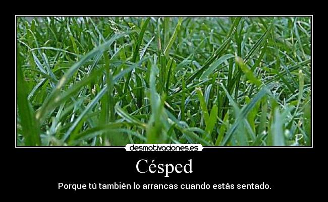 Césped - 