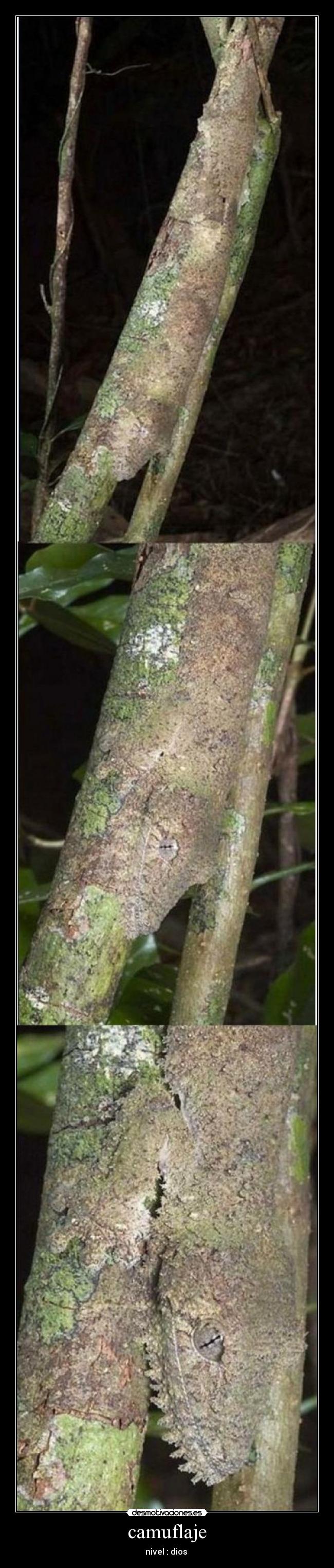 camuflaje - nivel : dios 