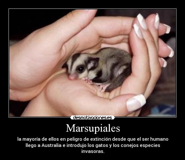Marsupiales - 
