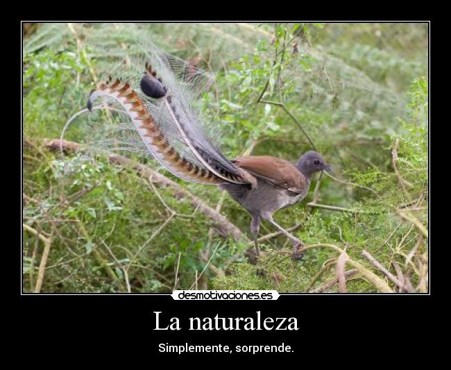 carteles naturaleza naturaleza sorprender habilidad lira ave pajaro desmotivaciones