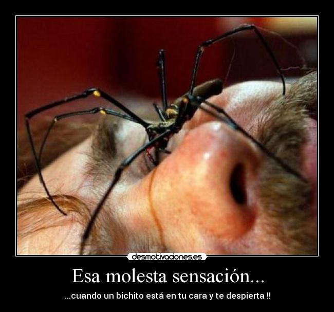 Esa molesta sensación... - ...cuando un bichito está en tu cara y te despierta !!