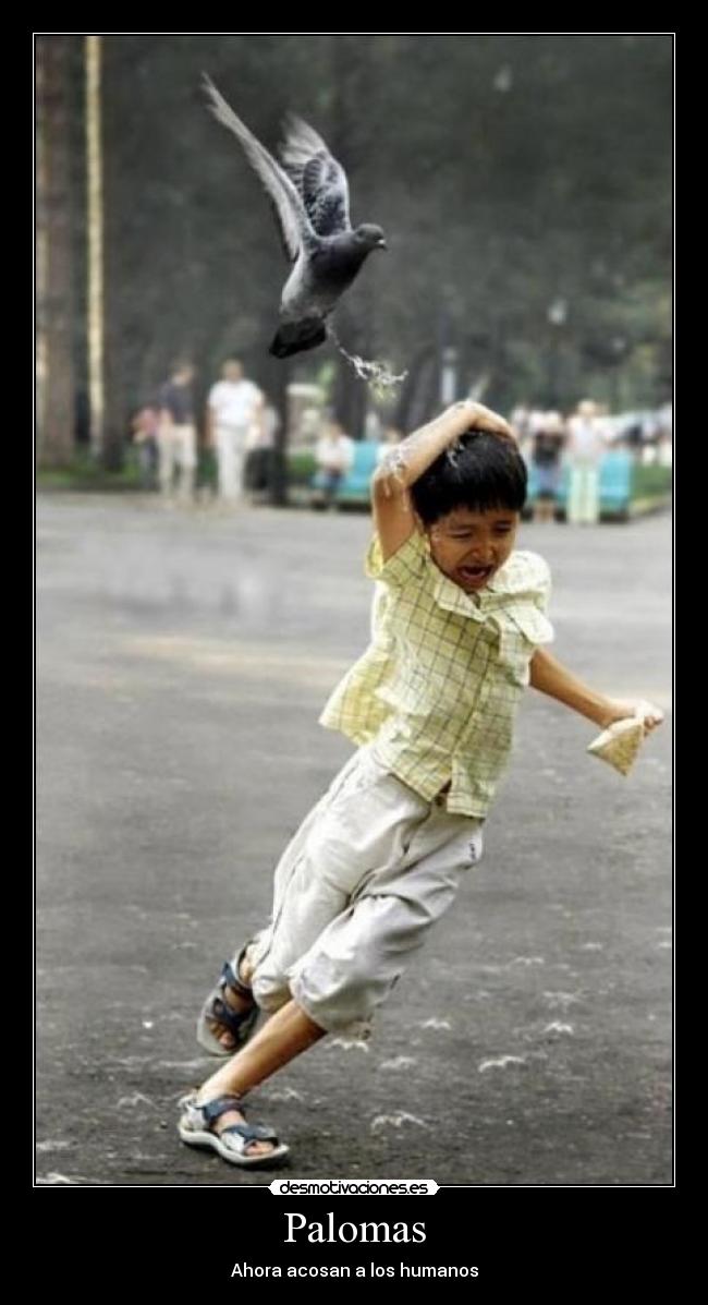 carteles palomas acosadoras desmotivaciones