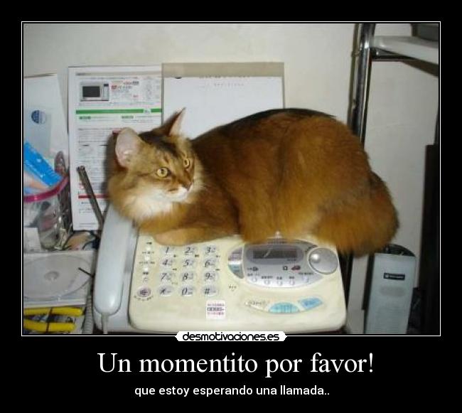 carteles gato desmotivaciones