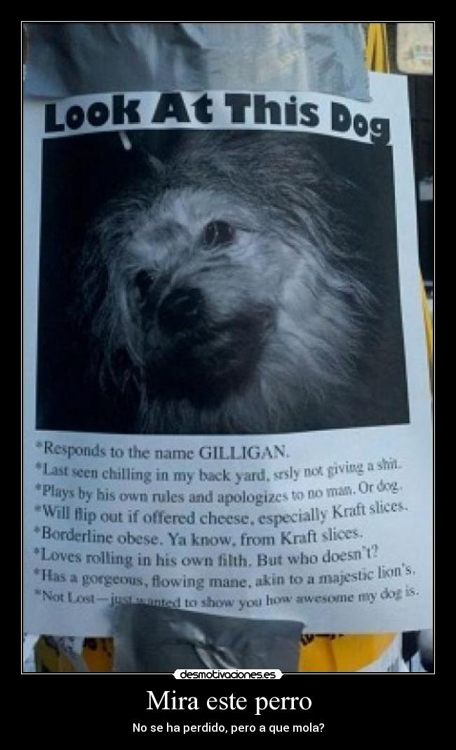 Mira este perro - No se ha perdido, pero a que mola?