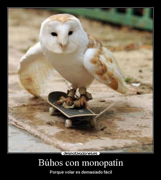Búhos con monopatín -