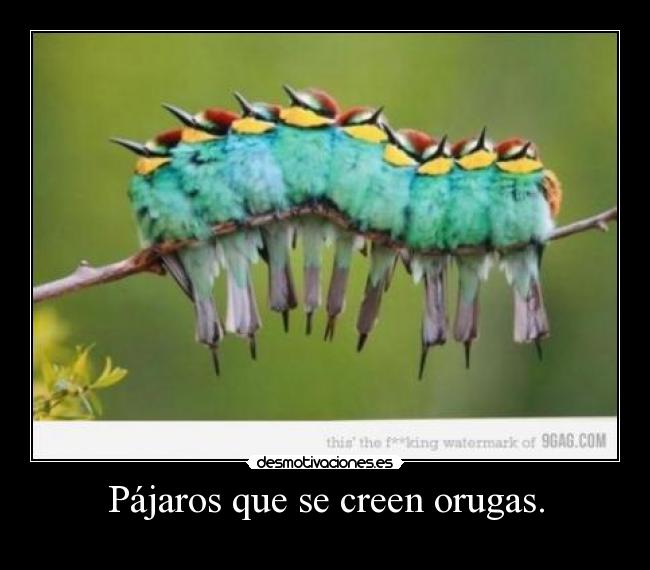Pájaros que se creen orugas. -