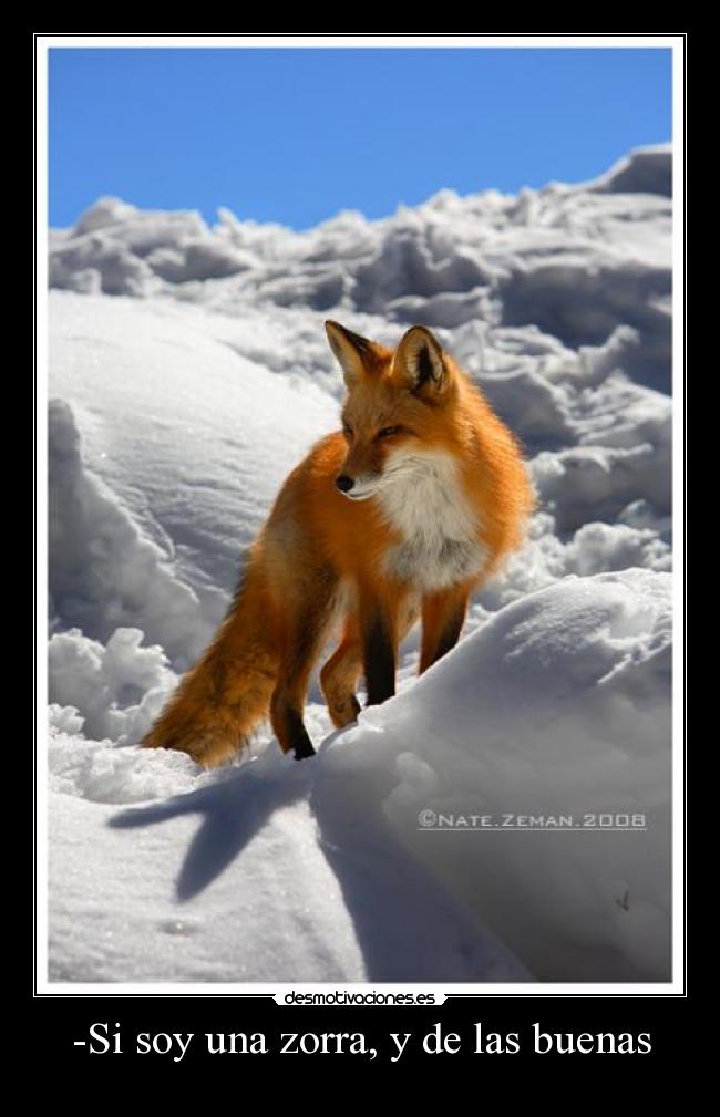 -Si soy una zorra, y de las buenas -