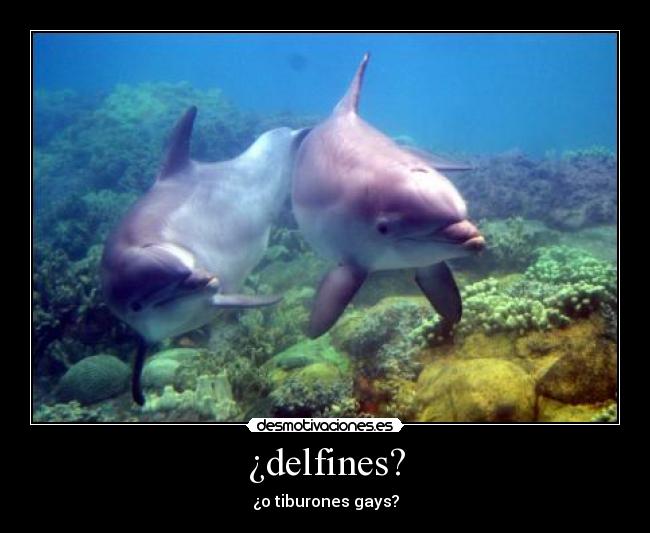 ¿delfines? - ¿o tiburones gays?