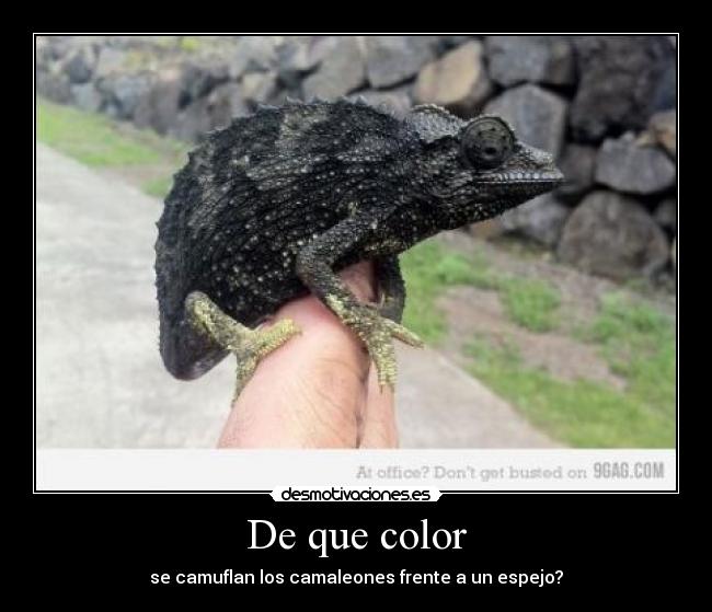 De que color - se camuflan los camaleones frente a un espejo?